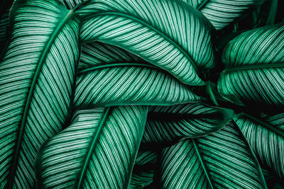 Closeup nature view of tropical leaf background, dark green wallpaper concept.