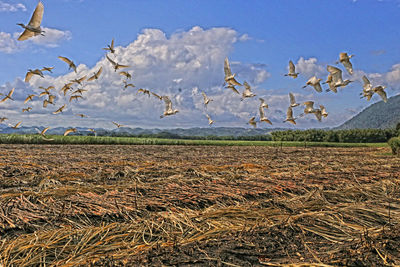 Close-up of birds on field against sky