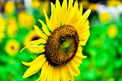 Close-up of sunflower