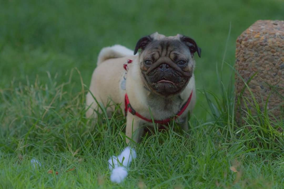 DOG STANDING ON GRASSY FIELD