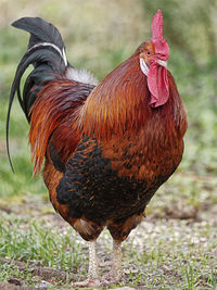 Close-up of rooster on land