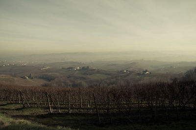 Scenic view of vineyard against sky