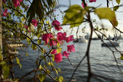 Close-up of red flowers blooming on tree