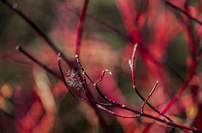 Close-up of red leaves on branch