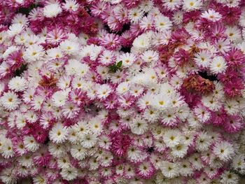 High angle view of pink flowering plants