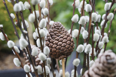 Pine cone at centre of floral arrangement