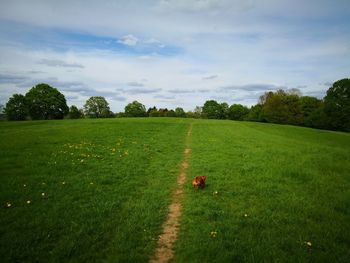 Scenic view of grassy field against sky