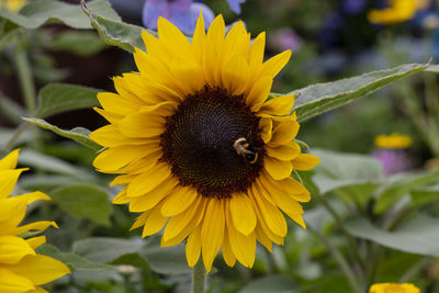 Close-up of bee on sunflower