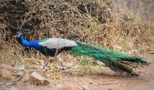 Side view of a peacock on field