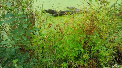 Plants in grass