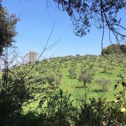 Scenic view of forest against clear sky