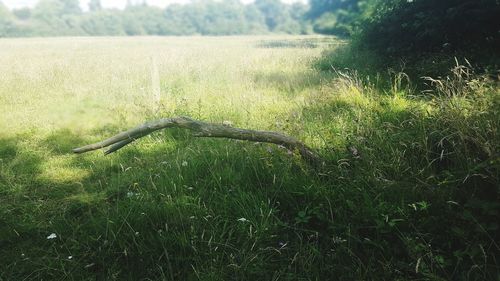 Close-up of lizard on tree against sky