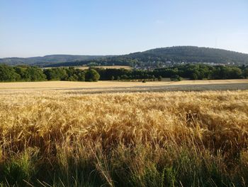 Scenic view of field against clear sky