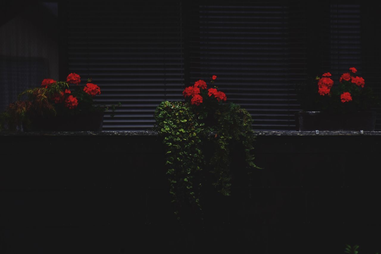 CLOSE-UP OF RED FLOWER AGAINST WINDOW