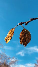 Low angle view of dried leaf against blue sky