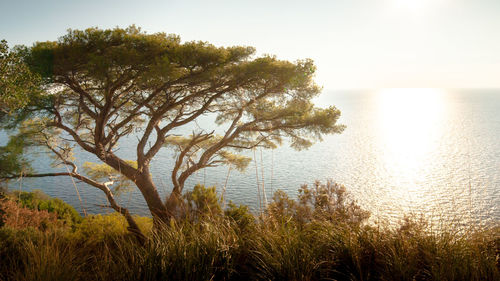 Close-up of tree by sea against clear sky