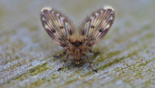 Close-up of butterfly
