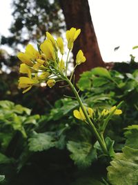 Close-up of yellow flowers