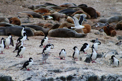 Royal cormorants on a rock in the beagle canal near ushuaia