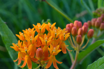 Close-up of orange flowering plant