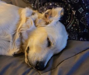 Close-up of dog sleeping on bed at home