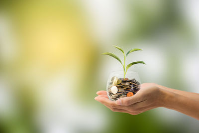 Close-up of hand holding plant with coins in glass