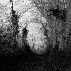 Bare trees in forest