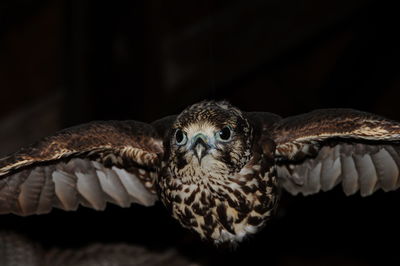 Close-up of hawk in darkness