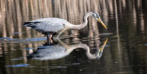 Side view of great blue heron with reflection in lake