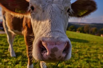 Close-up portrait of cow grazing on field