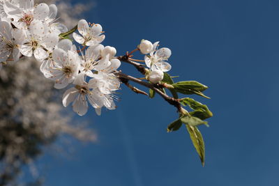 Low angle view of apple blossoms in spring against sky