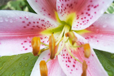 Heart of lily with water drops.