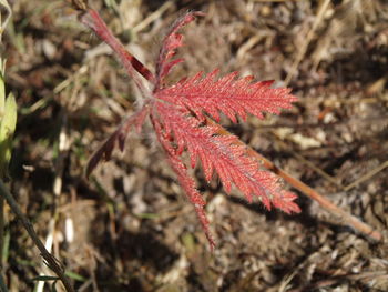 Close-up of red plant