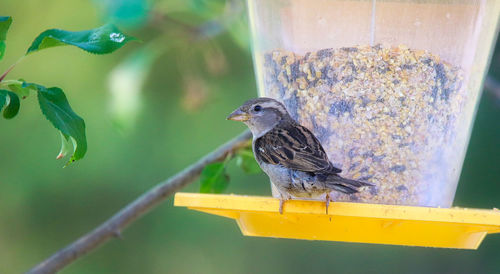 Close-up of bird perching on plant