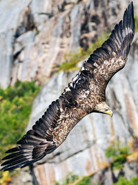 Close-up of eagle flying