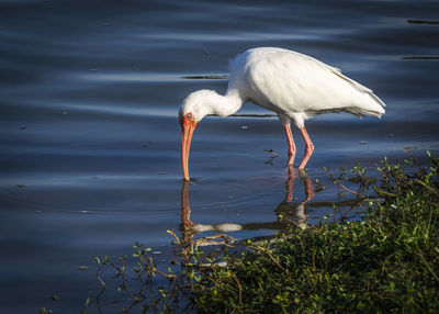 Bird on a lake