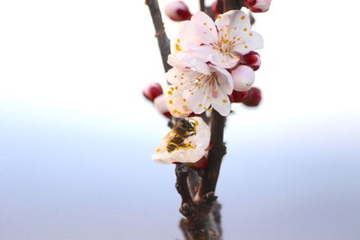 Close-up of cherry blossoms in spring