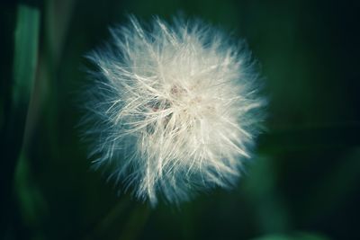 Close-up of dandelion against blurred background