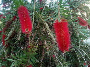 Close-up of red leaves on tree