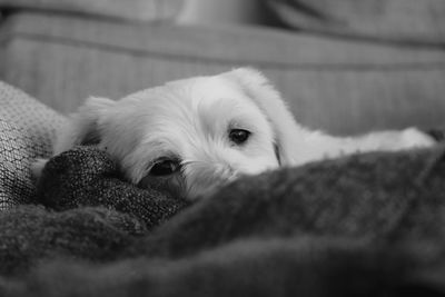 Close-up of dog resting