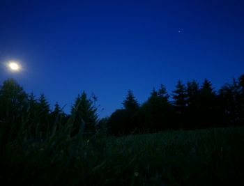 Trees against clear blue sky at night