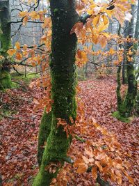 Shadow of tree on autumn leaves