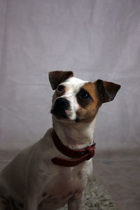 Close-up of jack russell terrier