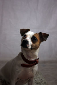 Portrait of a dog