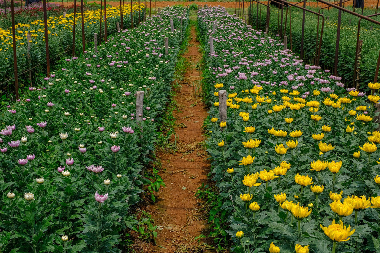 FRESH YELLOW FLOWERS IN FIELD