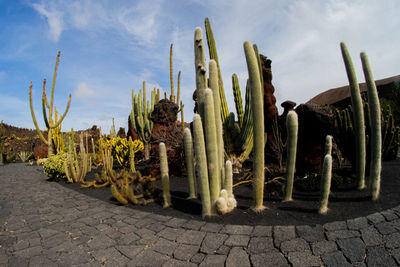Cactus plants growing on field against sky
