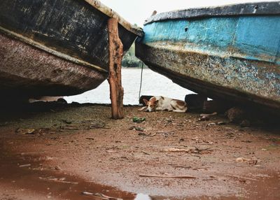 Boats moored on shore