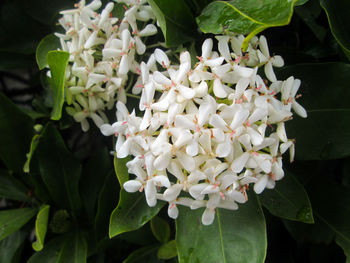 Close-up of white flowering plant