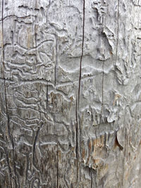 Full frame shot of tree trunk against wall