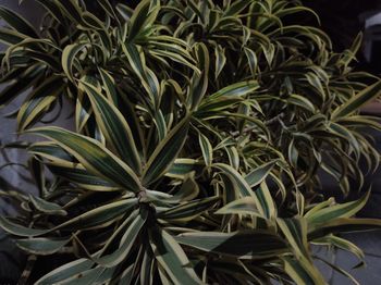 High angle view of plants